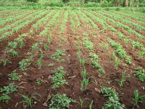 DIBU DHACA HAYSTA BEERALAYDA YAR YAR EE AFGOOYE