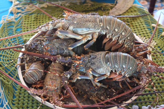 Puntland oo hakisay jillaabashada aargoosatada muddo lix bilood ah