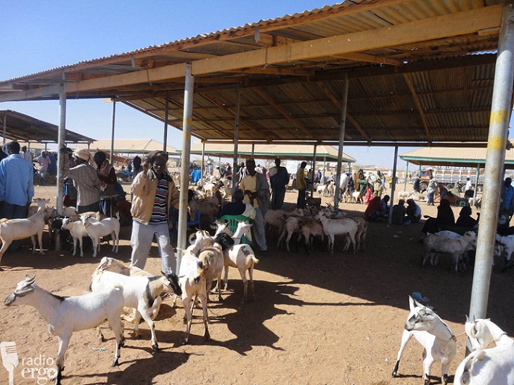BURAO LIVESTOCK MARKET BACK IN BUSINESS AFTER TWO MONTH CLOSURE