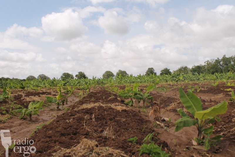 BANANA CROP DECIMATED BY DROUGHT IN SOUTHERN SOMALIA’S AFGOYE