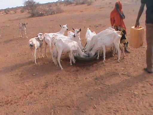 Gurmadka abaarta Doolow