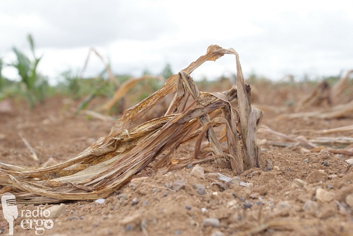 WILD ANIMALS BESET FLOOD-AFFECTED BELETWEYNE FARMERS
