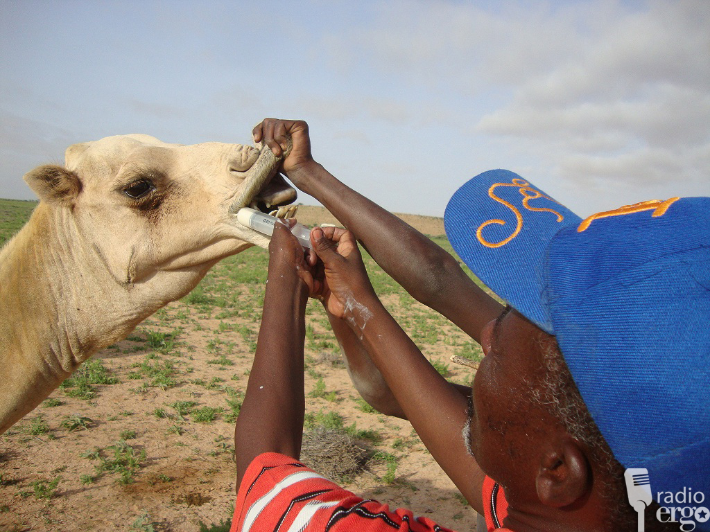 AFAR MILYAN OO NEEF PUNTLAND LAGAGA TALLAALAYO CUDURRADA JADEECADA IYO FURUQA.