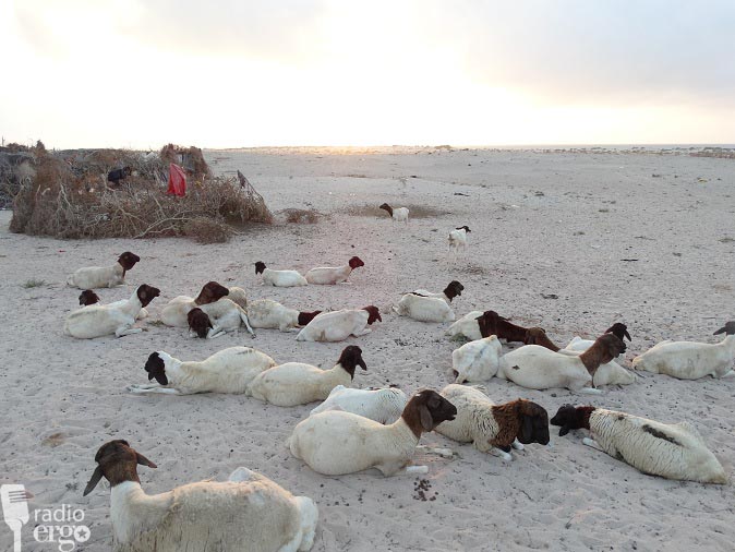 GOAT AND SHEEP DISEASE FRUSTRATES HERDERS IN GALGADUD