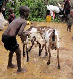 Fleeing family loses goat herd in storm