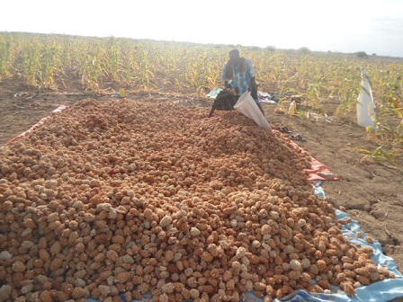 BEERALAYDA BAARDHEERE OO SHEEGAYA IN COLAADAHA JIRAA AY YAREEYEEN WAX SOO SAARKOODII