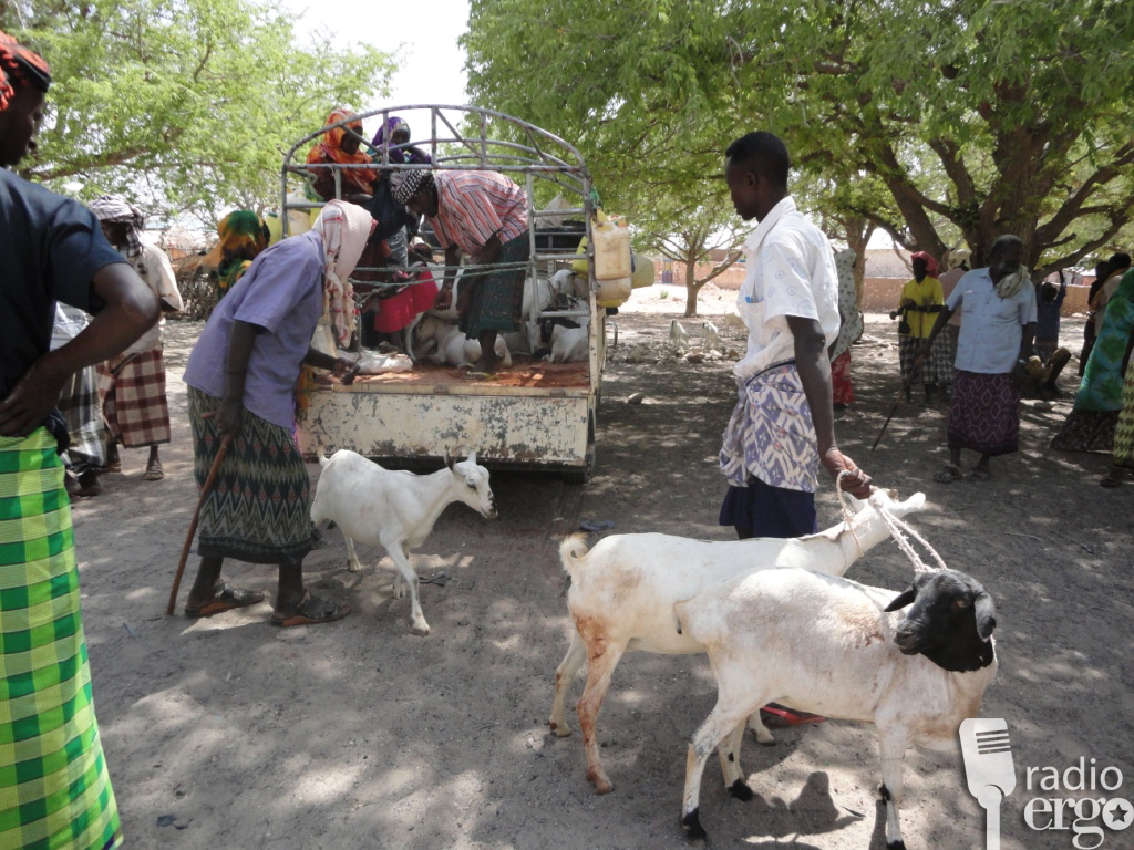 Gift of goats from diaspora community gives new hope to Mudug herders
