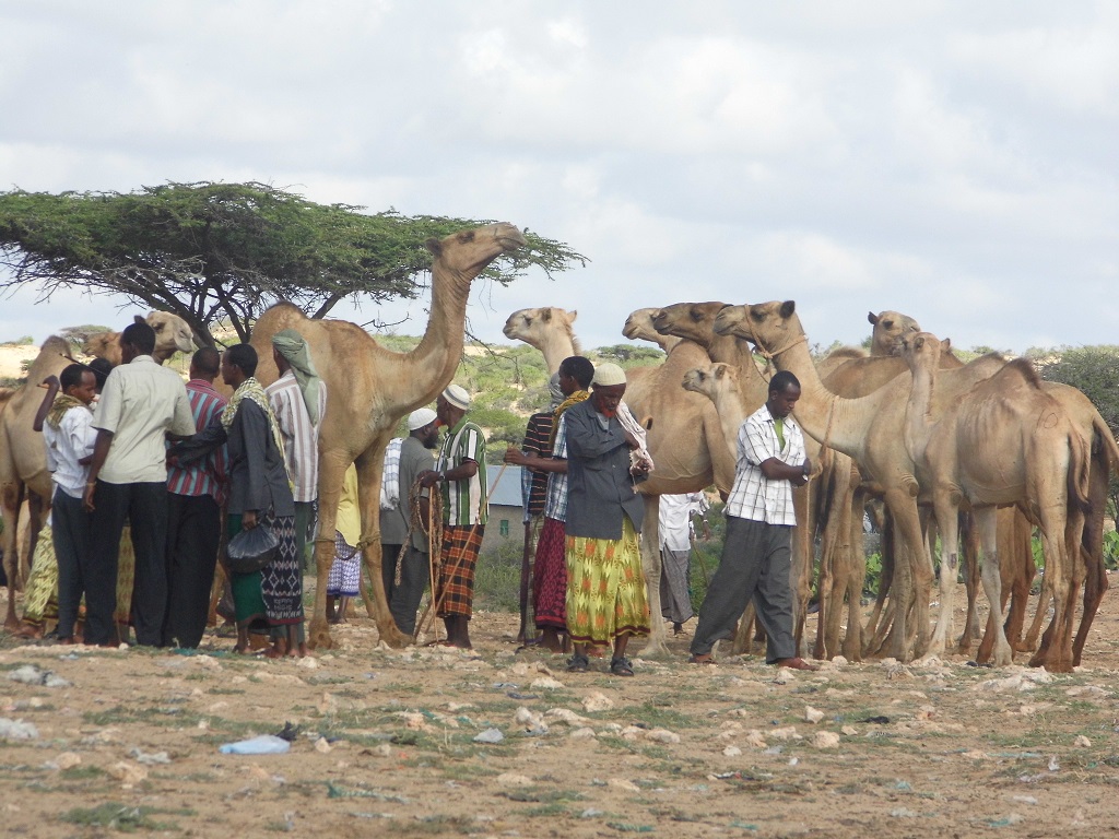 QIIMAHA XOOLAHA EE SUUQYADA SOOMAALIYA