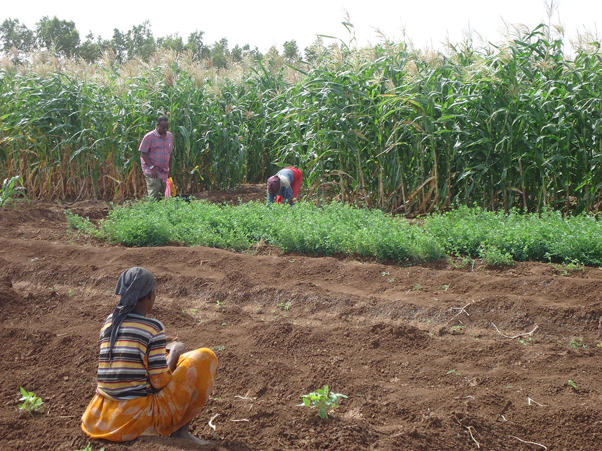 Wax soo saarka beeraha galleyda iyo Khudaarka oo kordhay