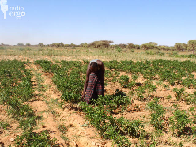 Beeraleyda Shabeellaha hoose oo ka faa’ideysanaya abuur lagu horumariyay dalka