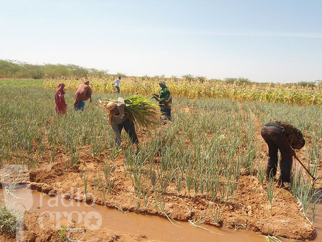 Many Somali farmers in Dollow, Gedo region, have lost their produce and income to invasive crop pests, leaving them unable to pay off their debts.