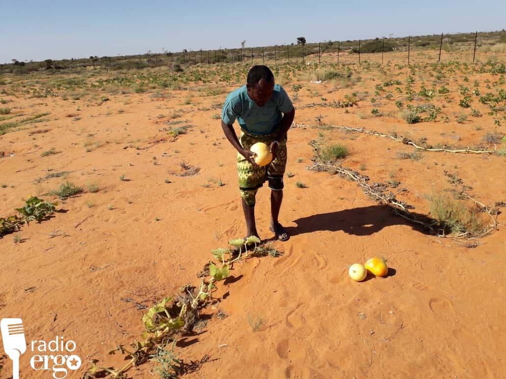 Ban-geelle: Xoolo-dhaqato hore oo laga caawiyay inay beeraley noqdaan