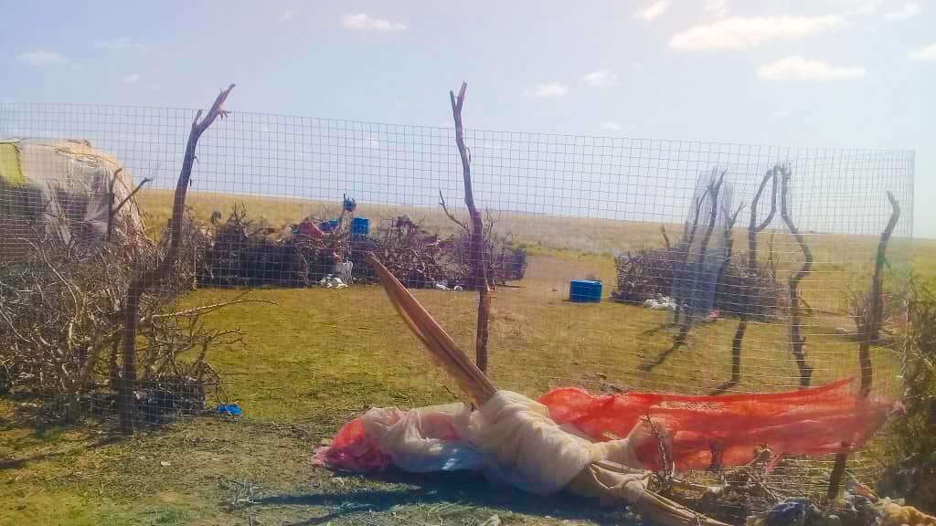 Sool: Xoolo-dhaqato silig ku oodaya xeryaha xoolaha si ay dhirta u bedbaadiyaan