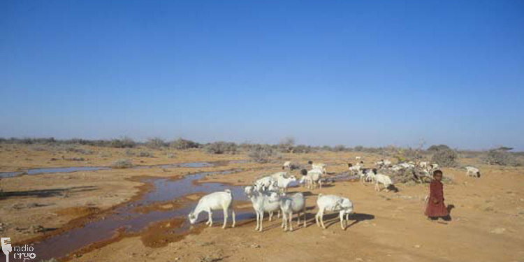 Pastoralists in Somalia