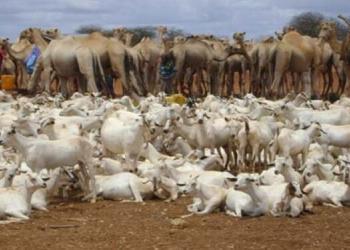 Keydka, sawiradda, Ergo