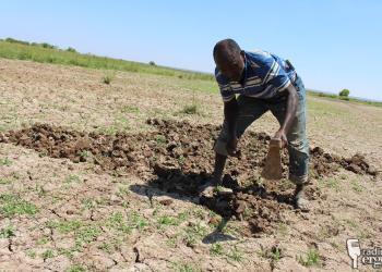 Qoysas barakac ah oo beero ka shaqeeya si ay u helaan nolol maalmeedka qoysaskooda