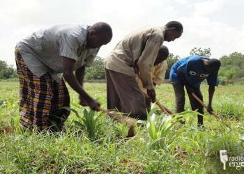 Beledweyne: Boqollaal beeraley ah oo ku laabtay tacbashada markii qalabka cadceedda ku shaqeeya loogu xiray tuuladooda