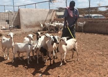 Pastoralists drawn to towns