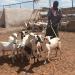 Pastoralists drawn to towns