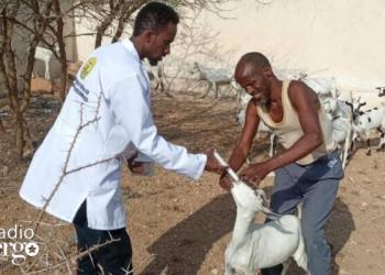 Reer guuraa xoolah​ooda loogu daweeyay deegaannada Somaliland oo ku han-weyn inay uga badbaadaan cudurrada iyo​ abaarta