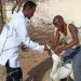 Somaliland pastoralists hope veterinary treatment campaign will save their livestock