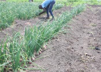 Solar powered water supply gets poor Juba farmers back on their land
