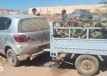 Qoysas ku nool duuleedka Hargeysa oo tiitiin iyo jaad ku quudinaaya geela si ay uga badbaadiyaan abaarta