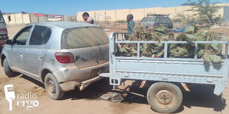 Qoysas ku nool duuleedka Hargeysa oo tiitiin iyo jaad ku quudinaaya geela si ay uga badbaadiyaan abaarta