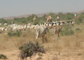 Galgaduud: Xoolo-dhaqato wajahaya xoolo yari iyo daaq la’aan markii ay colaad saameysay deegaanno u dhow oo daaq leh