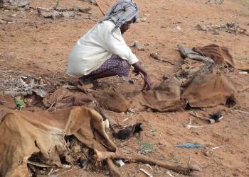 Goats dying in front of helpless herders in Mudug