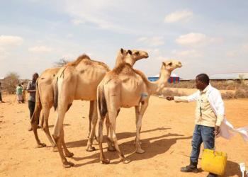 Godey: Haween abaaraha ku cayroobay oo dib xoolo-dhaqashada u billaabay markii la siiyay geel iyo calafka xoolaha