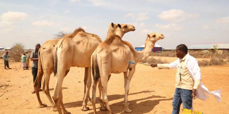 Godey: Haween abaaraha ku cayroobay oo dib xoolo-dhaqashada u billaabay markii la siiyay geel iyo calafka xoolaha