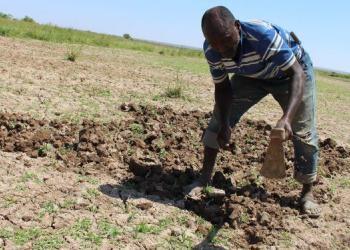 Luuq: Qoysas laga caawiyay dhul beereed biyo leh oo ay noloshoooda isbeddeshay markii ay goosteen dallagyadii ugu horreeyay