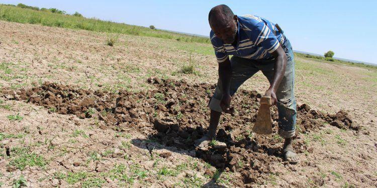 Luuq: Qoysas laga caawiyay dhul beereed biyo leh oo ay noloshoooda isbeddeshay markii ay goosteen dallagyadii ugu horreeyay