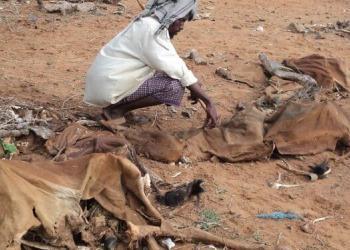 Galgaduud: qoysas nolol xumo wajahaya markii ay xanuuno uga naceen xoolihii ay dhaqanyeen