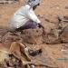 Galgadud pastoralists losing precious livestock to diseases