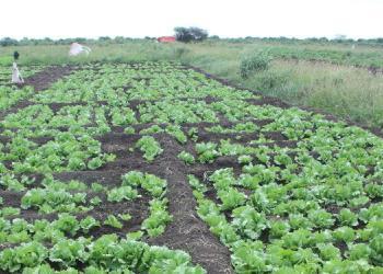 Solar powered wells save livelihoods in dry Guriel