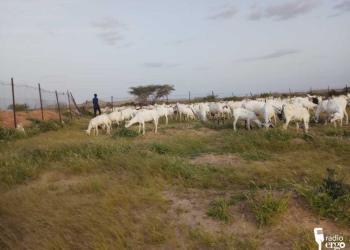 Gedo: Xoolo-dhaqato iyo daanyeerro ku diriraya miyiga tuulada Garas-duulan oo abaar daran ay ka jirto