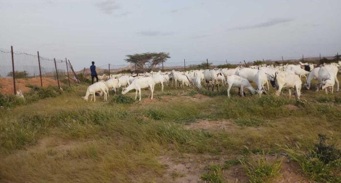 Gedo: Xoolo-dhaqato iyo daanyeerro ku diriraya miyiga tuulada Garas-duulan oo abaar daran ay ka jirto