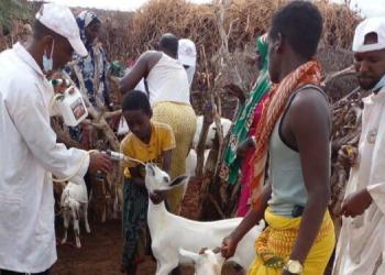 Galmudug: Reer guuraa xoolahooda ay suuq yeesheen markii laga daaweeyay xanuunno ragaadiyay nacfigooda