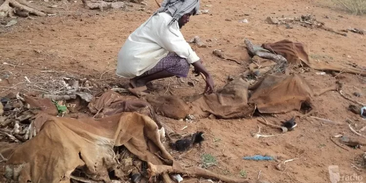 Desperate Mudug pastoralists see their livestock dying as drought and water crisis return