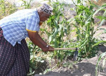 Gaarisa: Qoysas ku cayroobay abaarta oo u weecday beero falashada oo soo kabasho u noqday