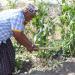Successful first harvests for new farmers in northern Kenya’s Garissa