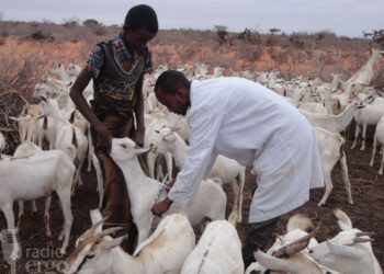 Awdal: Xoolo ku sumoobay geedka Garanwaaga oo ay cunayn markii ay daaq kale waayeen
