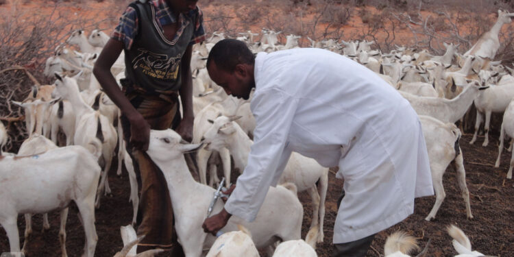Awdal: Xoolo ku sumoobay geedka Garanwaaga oo ay cunayn markii ay daaq kale waayeen
