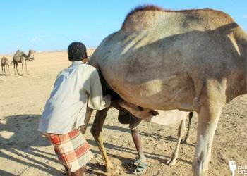 Camel rental brings good income to hard-hit Somaliland pastoralists