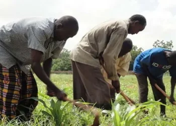 Bay: Dad ku cayroobay abaarta oo fursad shaqo ka hellay beero ku yaalla Baydhabo