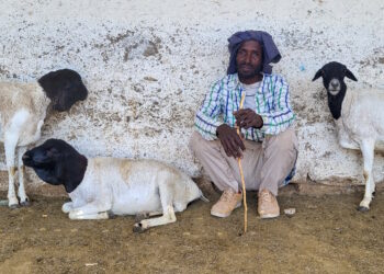 Xoolaha la geeyo sayladda Ceerigaabo oo dayn lagu ka la qaato suuq xumo awgeed