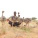 Why Somalia’s wildlife needs protecting