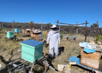 Sanaag: Dhaqashada shinida oo il-dhaqaale u noqotay qoysas danyar ah.